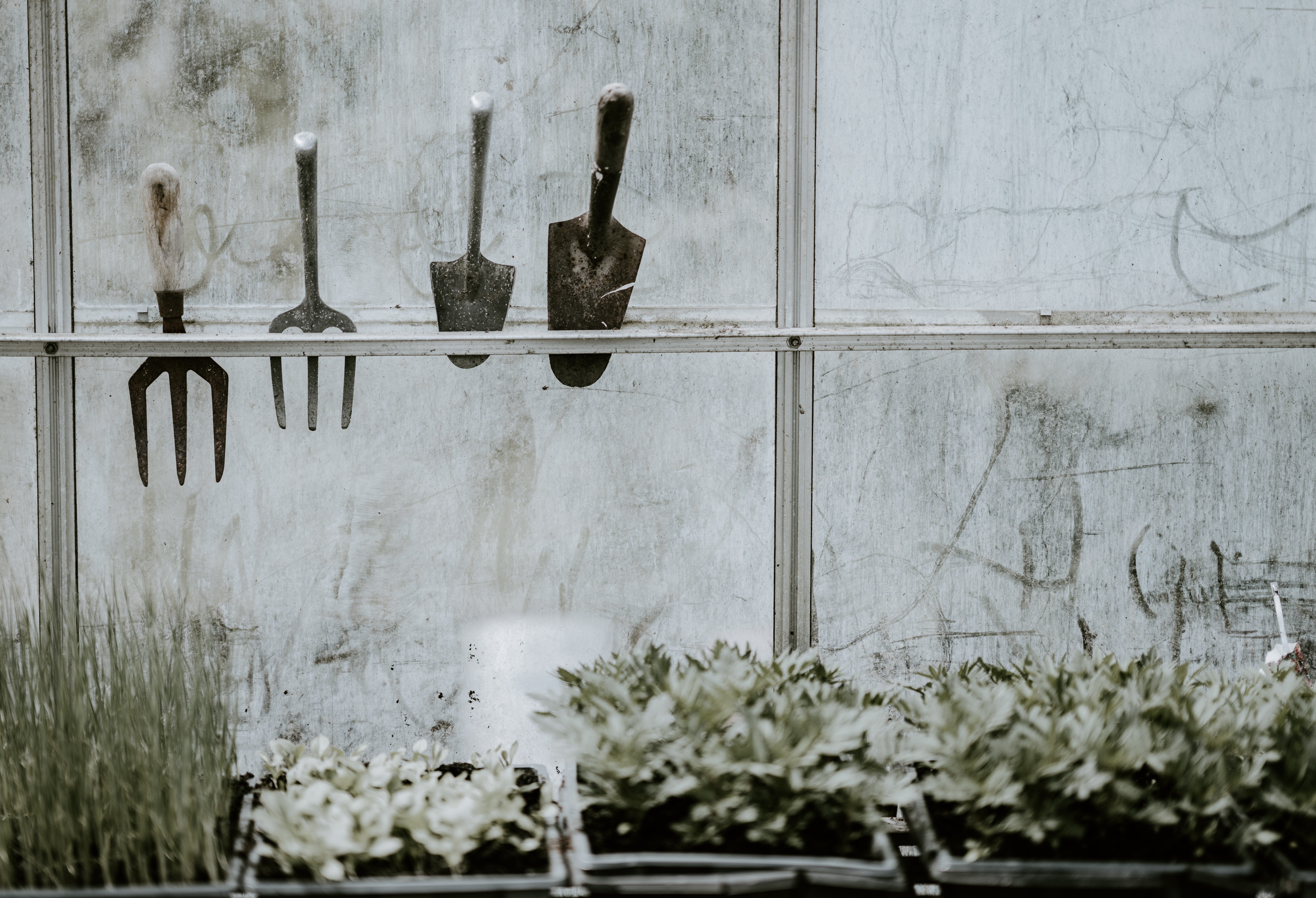 Photo of gardening tools hanging in a window over some plants, presumably in a greenhouse or gardening shed Photo of gardening tools hanging in a window over some plants, presumably in a greenhouse or gardening shed