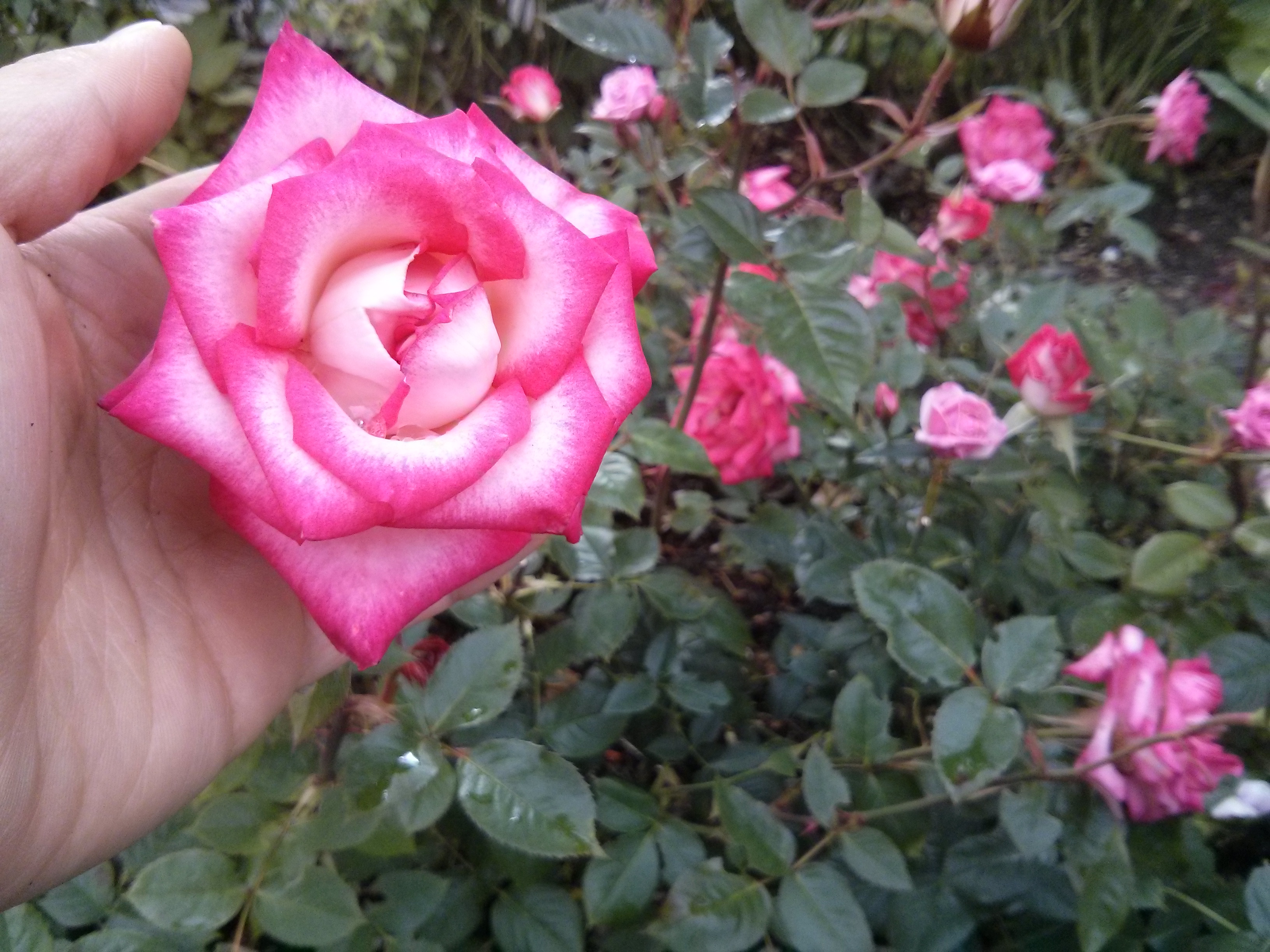 Roses are red / This pairing is for you